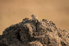 Portrait Of A Oriental Forest Lizard  On Hard Formed Mud