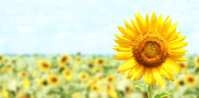 Bright Yellow Sunflower On Blurred Sunny Nature Background. Horizontal Summer Banner With Sunflowers Field