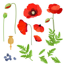 Red Poppy.  Parts Of A Poppy Plant: Seed Pod, Seeds, Flowers, Leaves And Dried Seed Capsule . Vector Illustration
