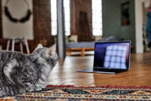 Cat Sitting On Carpet Looking At Laptop