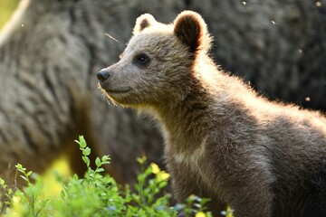 Wall Mural - Brown bear cub with its mother in a background