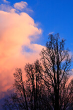 Silhouettes Of Bare Trees Standing Against Clouds At Dusk