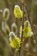 Yellow Catkins (Salix Caprea) Blooming In Spring