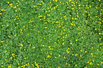 Wall Mural - Close up of a buttercup on a bright spring day