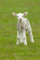 Wall Mural - Close up portrait of a cute, newborn lamb in Springtime, facing forward and stood in a green meadow. Clean background. Vertical.   Copy space.