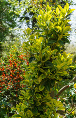 Wall Mural - Beautiful Euonymus japonicus Aureo-Marginata with variegated green-yellow leaves against spring garden. Elegant background for natural design. Selective soft focus, place for text.