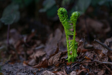 Two Young Green Fern Fronds Unfurl On The Dark Forest Floor In Spring, Metaphor For Beginnings And Togetherness, Copy Space, Selected Focus