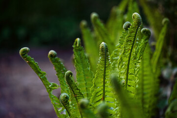 fern unrolling the green fronds in the dark forest in spring, metaphor for beginnings and togetherne
