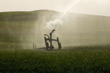 Wall Mural - Closeup of Guns Sprinkler Irrigation System Watering Wheat Field