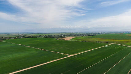 Wall Mural - Aerial view of green agriculture fields with growing crops