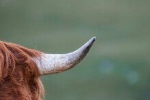Cow Horn, Animal In The Meadow