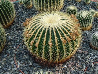 Wall Mural - Golden Barrel Cactus (Echinocactus grusonii)