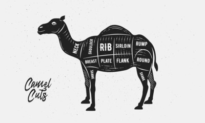 Wall Mural - Cuts of Camel. Butcher Diagram, scheme, chart. Camel sketch silhouette isolated on white background. Vintage Poster for butcher shop, barbecue. Vector illustration