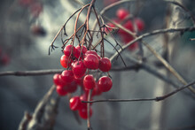 Red Viburnum. Photo Of Nature. Closeup Of Viburnum.