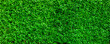Green leaves Privet hedge Ligustrum vulgare background. Liguster texture panoramic Web banner background. deciduous or semi-evergreen shrub