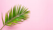 top view of tropical palm leaf on pink color background. minimal summer concept, flat lay, copy space.