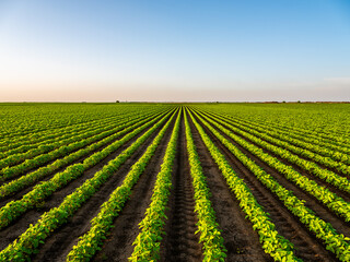 View of soybean farm agricultural field against sky