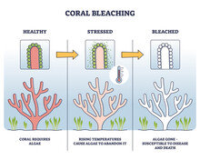 Coral Bleaching Process With Healthy, Stressed And Bleached Stages Outline Diagram. Labeled Educational Scheme With Ecosystem Problem And Ocean Warming Dangers For Fauna Color Vector Illustration.
