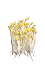 The Yellow Bean Sprouts, Bean Sprouts