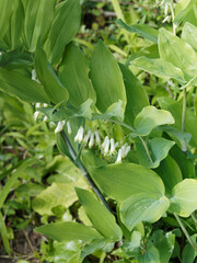 Canvas Print - Sceau-de-Salomon ou polyganatum multiflorum aux touffes de tiges horizontales et arquées portant des fleurs blanches teintées de vert sous un feuillage nervuré, oval teinté de vert