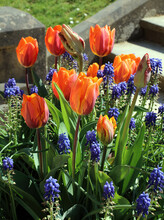 Orange Tulips And Blue Grape Hyacinths, Derbyshire England
