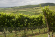 Scenic vineyard located near Punta Del Este, en Cerro del Torro, part of The Wine Roads (Los Caminos del Vino) of Uruguay