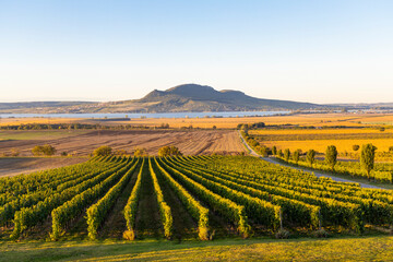 Autumn vineyards under Palava near Sonberk, South Moravia, Czech Republic