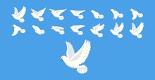 Pigeon Animation. Bird Motion Wings In Heaven, Birds Sequence Frame Sprite Cycle Movement Flight Feather 2d Animated Dove Flying Migratory Pigeons, Cartoon Neat Vector Illustration