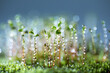 © View Stock - Beautiful moss rain background