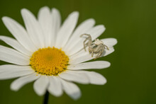 Little White Spider In A Flower
