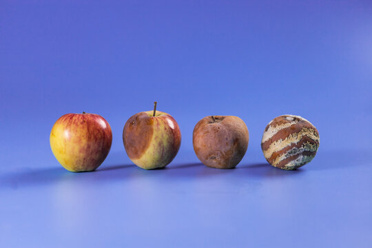Apple with mold and fresh apple on violet background - mold growth and food spoilage concept