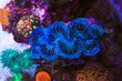 Blue specie of Tridacna Maxima clam 
