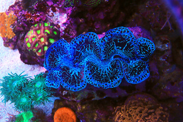 Wall Mural - Blue specie of Tridacna Maxima clam 