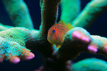 Green Clown Coral Goby - Gobiodon histrio