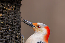 Close Up Of A Red-bellied Woodpecker (Melanerpes Carolinus) With A Black Oiled Sunflower Seed In Its Beak From A Feeder During Spring. Selective Focus, Background Blur And Foreground Blur.
