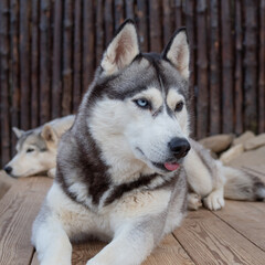  Two beautiful husky dogs are resting in the yard, one in the foreground. Pedigreed dogs