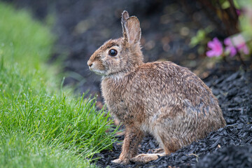 Eastern cottontail rabbit in a garden after a rain shower