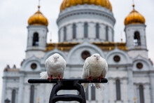 Two White Doves In Front Of The Cathedral Of Christ The Savior In Moscow