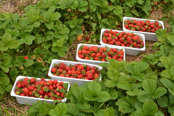 Canvas Print - Strawberries in plastic trays