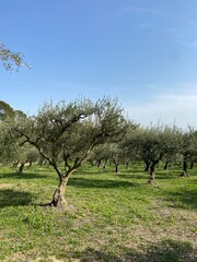 Canvas Print - Oliveraie du domaine d'O à Montpellier, Occitanie