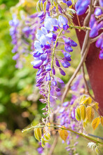 Purple Hanging Flower