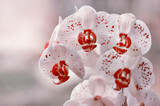 Fototapeta Storczyk - Biały pastelowy kwiat - falenopsis