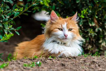 red Cat  with kind green, blue eyes, Little red kitten. Portrait cute red ginger kitten. happy adorable cat, Beautiful fluffy red orange cat lie in  grass outdoors in garden, spring dandelion