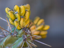 Close-up Of A Prickly Pear Opuntia With 2 New Shoots