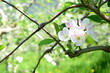 Apfelblüte in weiß und rosa in Südtirol - Hintergrund und Textur - Apfelbaumblüte - Apfelbaumblüten	