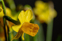 Yellow Narcissus Flower In Bloom Close Up Still With Yellow Petals Isolated On A Black Background