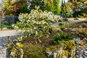 seatac japanese garden 3