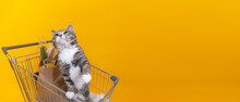 Strong Cat Standing In Shopping Cart