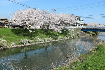 Poster - 奈良県安堵町　岡崎川の桜並木とユキヤナギ