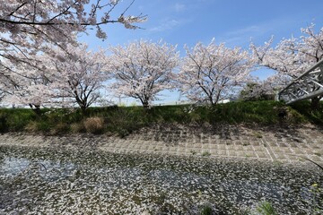 Poster - 奈良県安堵町　岡崎川の桜並木とユキヤナギ